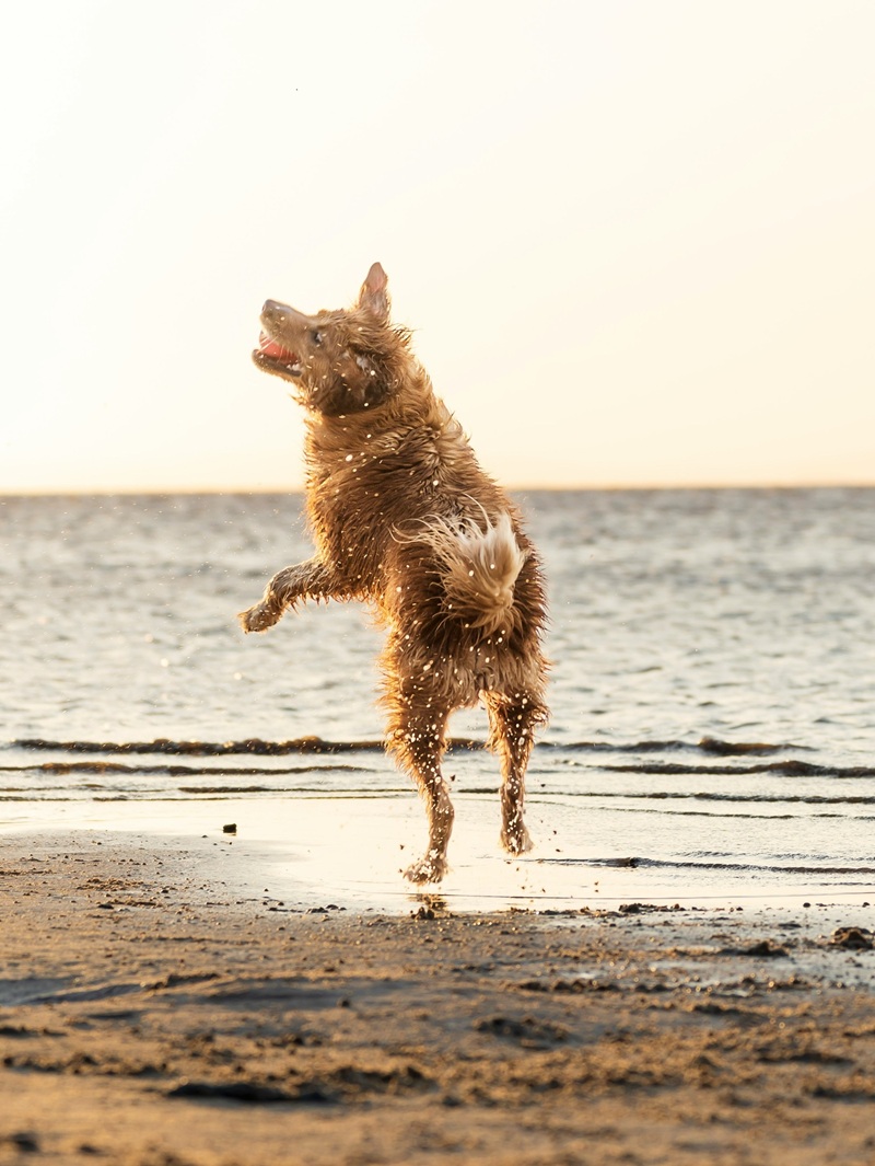 砂浜でジャンプする犬